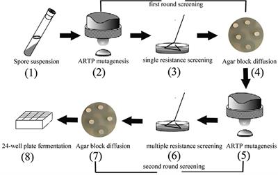 Combinatorial Effect of ARTP Mutagenesis and Ribosome Engineering on an Industrial Strain of Streptomyces albus S12 for Enhanced Biosynthesis of Salinomycin